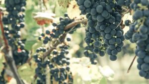 Tudo Sobre a Uva Malbec: História, Características e Regiões Produtoras ...