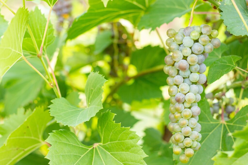 uva Trebbiano
